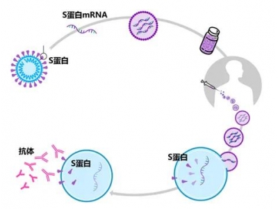 mRNA技术的应用领域：主要用于肿瘤免疫治疗、传染性疾病疫苗